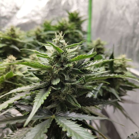 CBD Crack #2 growlog timeline photo