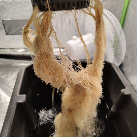 CBD Crack #2 growlog timeline photo