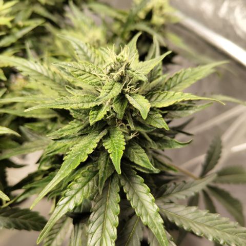 CBD Crack #2 growlog timeline photo