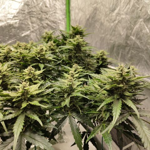 CBD Crack #2 growlog timeline photo