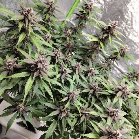 DarkDevil #2 growlog timeline photo