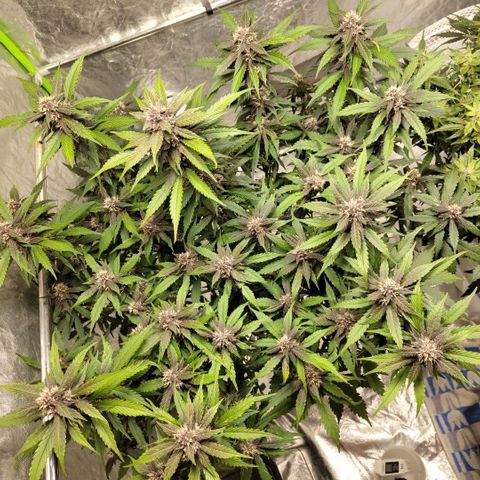 DarkDevil #2 growlog timeline photo