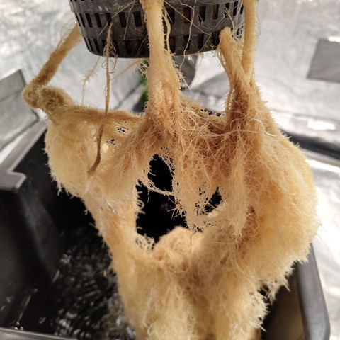 DarkDevil #2 growlog timeline photo