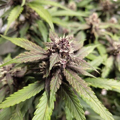 DarkDevil #2 growlog timeline photo
