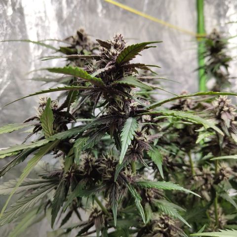 DarkDevil #2 growlog timeline photo
