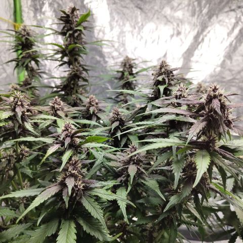 DarkDevil #2 growlog timeline photo