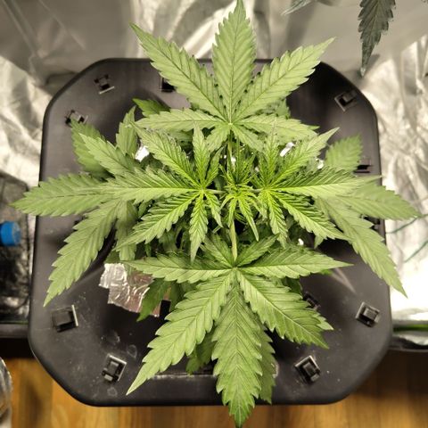 Mysterio #1 [monster] growlog timeline photo