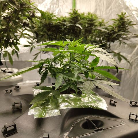 Mysterio #1 [monster] growlog timeline photo