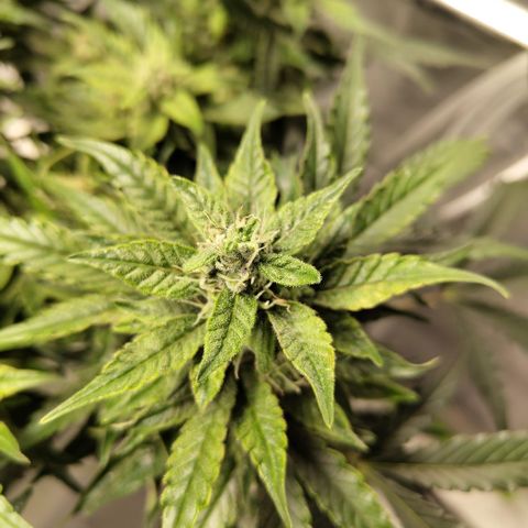 CBD Crack #2 growlog timeline photo