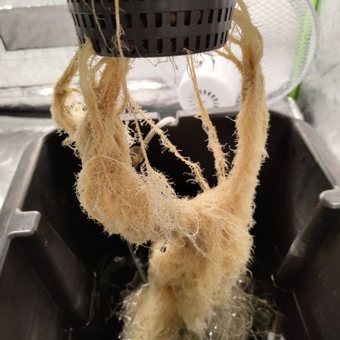 CBD Crack #2 growlog timeline photo