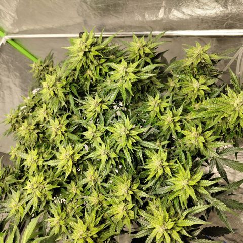 CBD Crack #2 growlog timeline photo