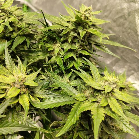 CBD Crack #2 growlog timeline photo