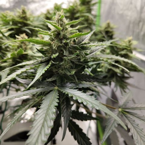 CBD Crack #2 growlog timeline photo