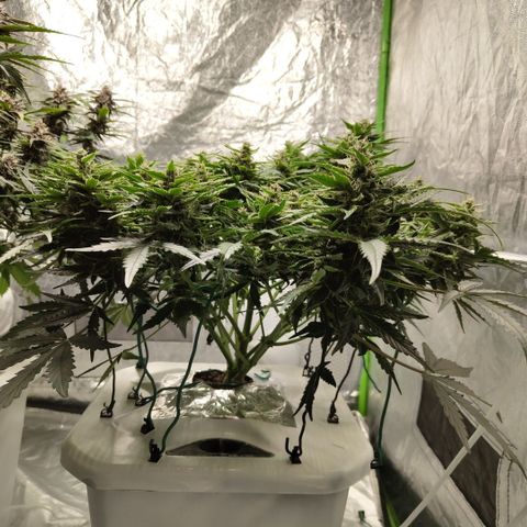 CBD Crack #2 growlog timeline photo
