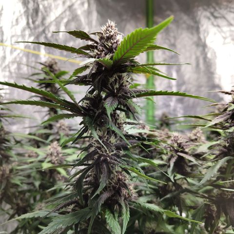 DarkDevil #2 growlog timeline photo