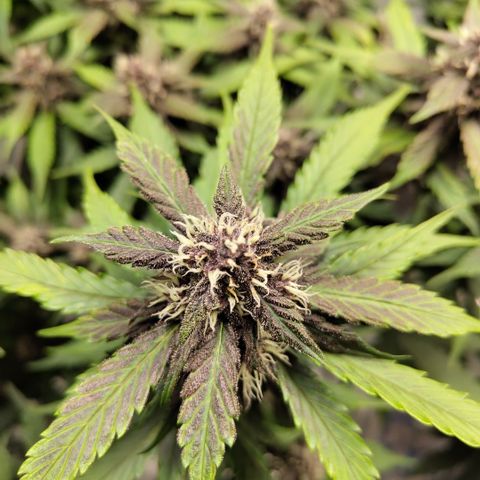 DarkDevil #2 growlog timeline photo