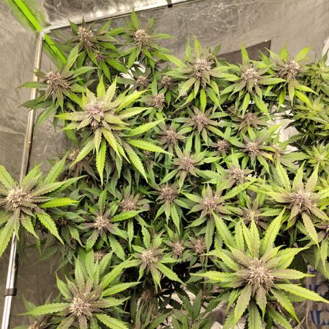 DarkDevil #2 growlog timeline photo