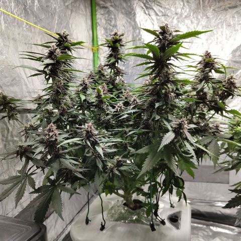DarkDevil #2 growlog timeline photo