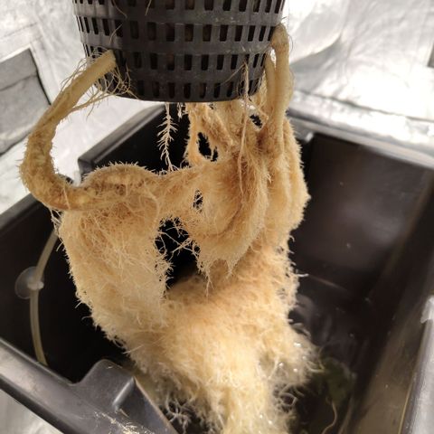 DarkDevil #2 growlog timeline photo
