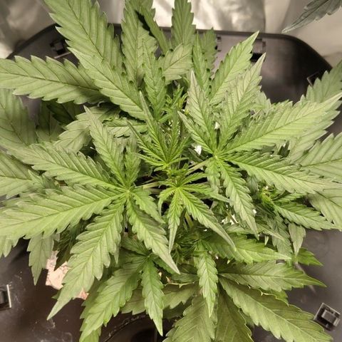 Mysterio #1 [monster] growlog timeline photo