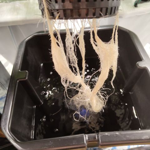 Mysterio #1 [monster] growlog timeline photo