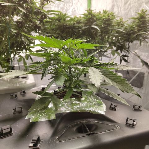 Mysterio #1 [monster] growlog timeline photo