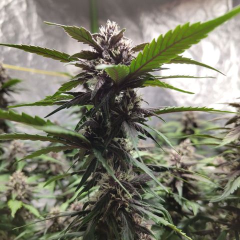 DarkDevil #2 growlog timeline photo