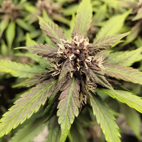 DarkDevil #2 growlog timeline photo
