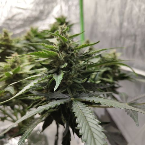 CBD Crack #2 growlog timeline photo