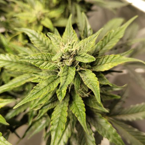 CBD Crack #2 growlog timeline photo