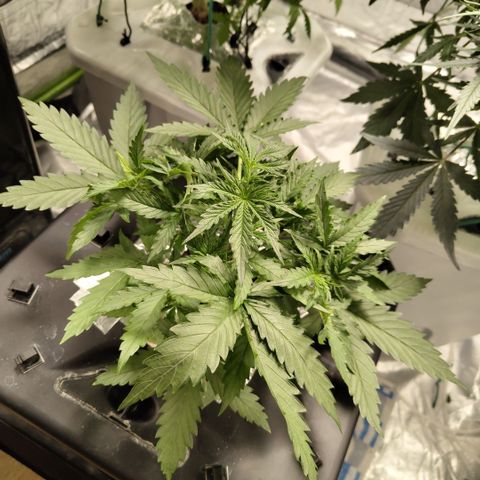 Mysterio #1 [monster] growlog timeline photo
