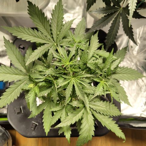 Mysterio #1 [monster] growlog timeline photo