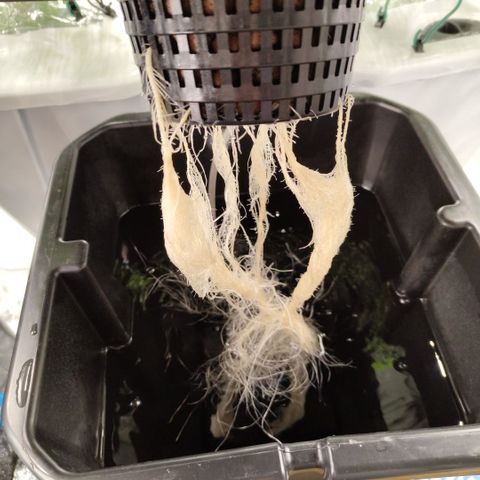 Mysterio #1 [monster] growlog timeline photo