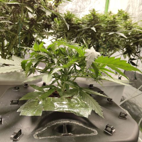Mysterio #1 [monster] growlog timeline photo