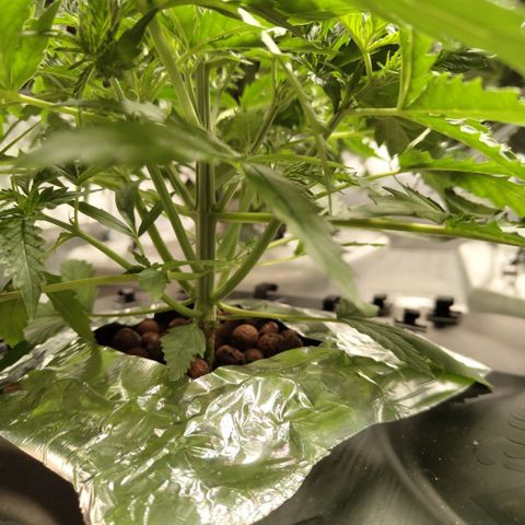 Mysterio #1 [monster] growlog timeline photo