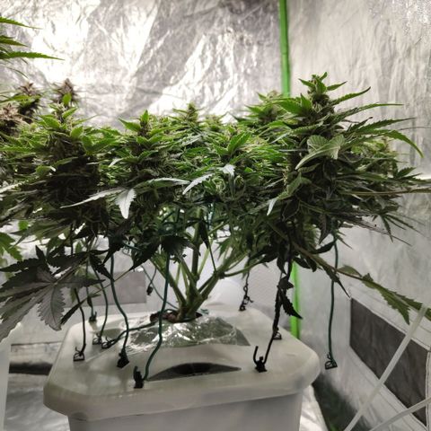 CBD Crack #2 growlog timeline photo
