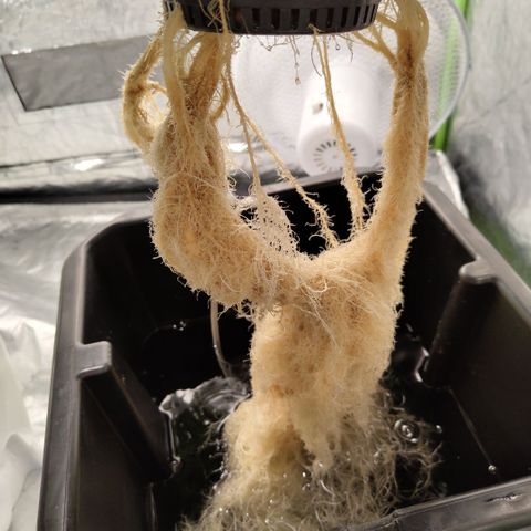 CBD Crack #2 growlog timeline photo