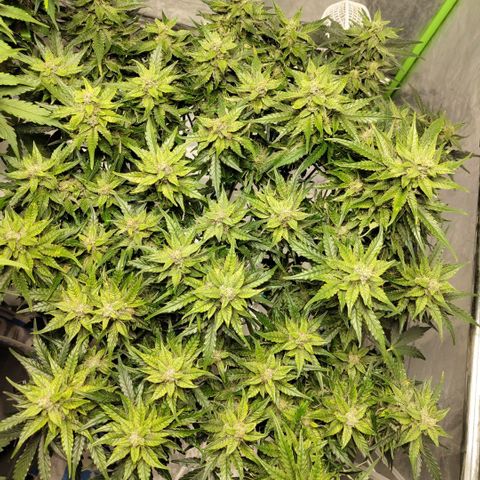 CBD Crack #2 growlog timeline photo