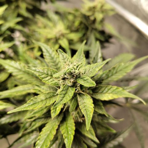 CBD Crack #2 growlog timeline photo