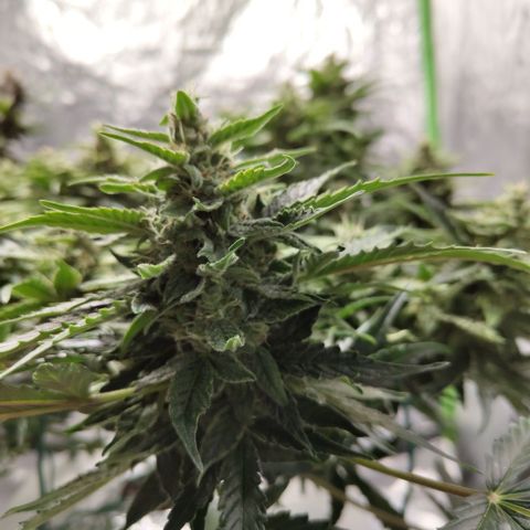 CBD Crack #2 growlog timeline photo