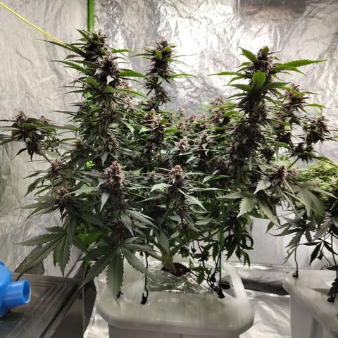 DarkDevil #2 growlog timeline photo