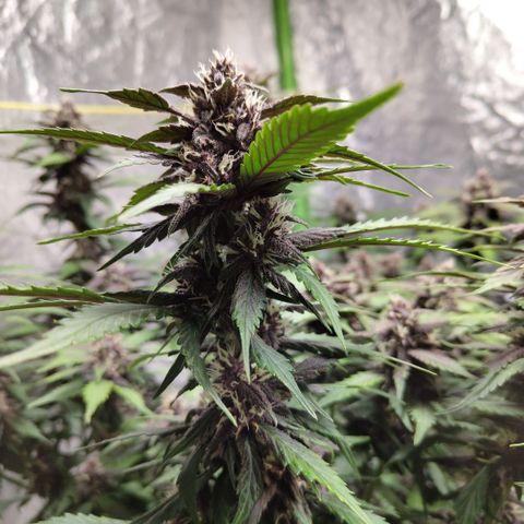 DarkDevil #2 growlog timeline photo
