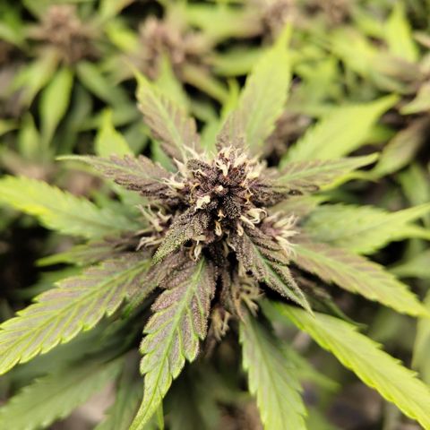 DarkDevil #2 growlog timeline photo