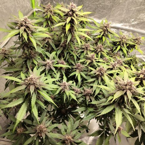 DarkDevil #2 growlog timeline photo