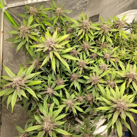 DarkDevil #2 growlog timeline photo