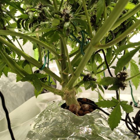 DarkDevil #2 growlog timeline photo