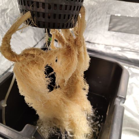 DarkDevil #2 growlog timeline photo