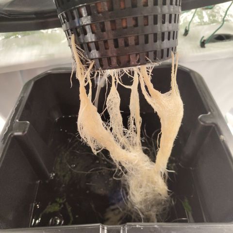 Mysterio #1 [monster] growlog timeline photo