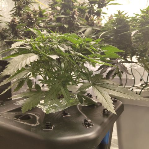 Mysterio #1 [monster] growlog timeline photo