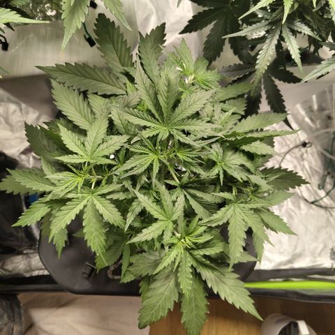 Mysterio #1 [monster] growlog timeline photo
